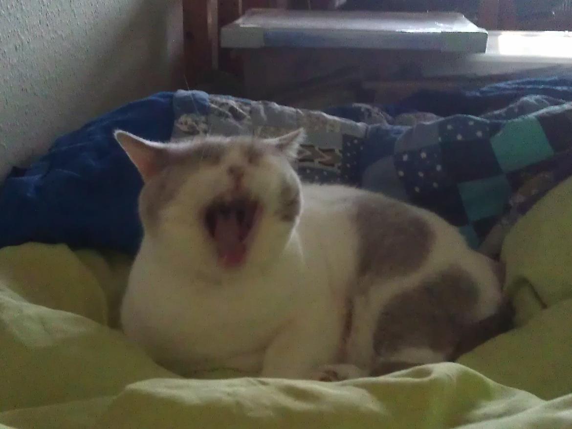 British Shorthair Trille billede 4