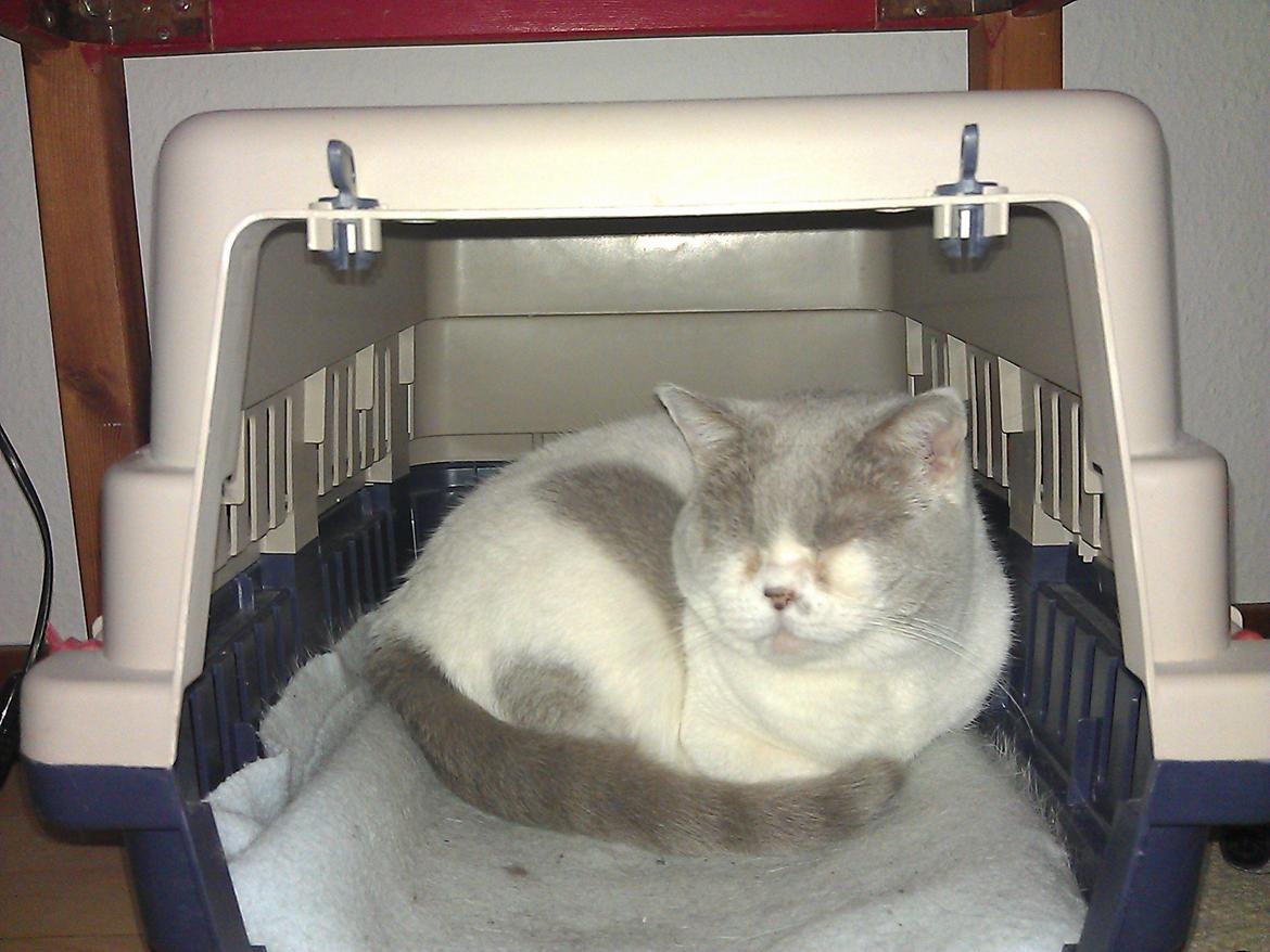 British Shorthair Trille billede 5