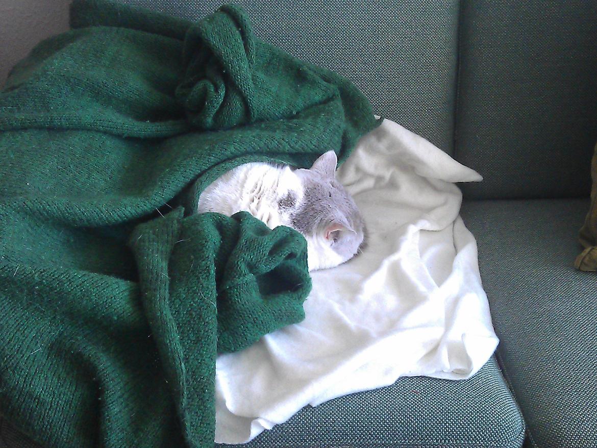 British Shorthair Trille billede 15