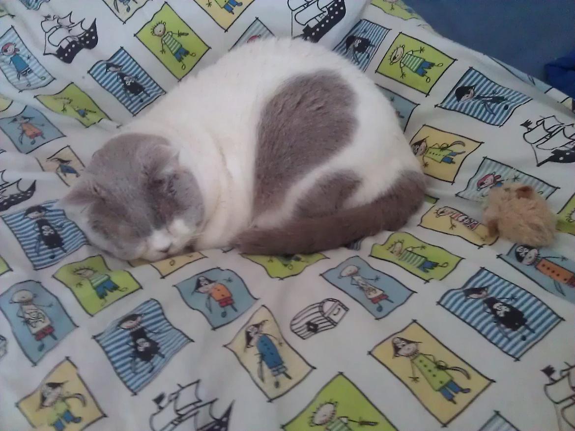 British Shorthair Trille billede 16