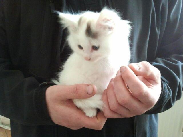 Blanding af racer Wilma billede 2