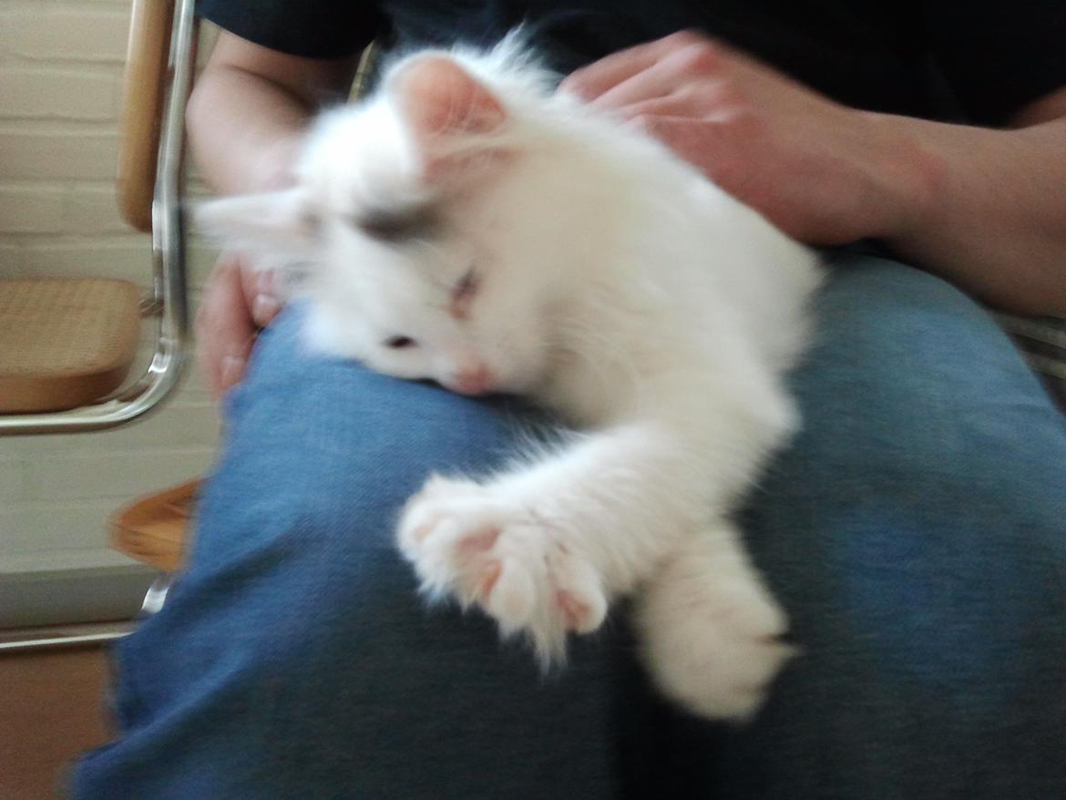 Blanding af racer Wilma billede 5