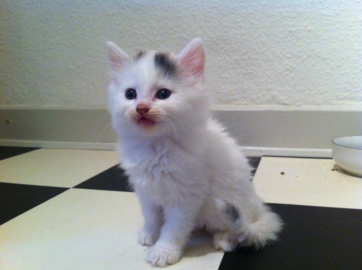 Blanding af racer Wilma billede 3