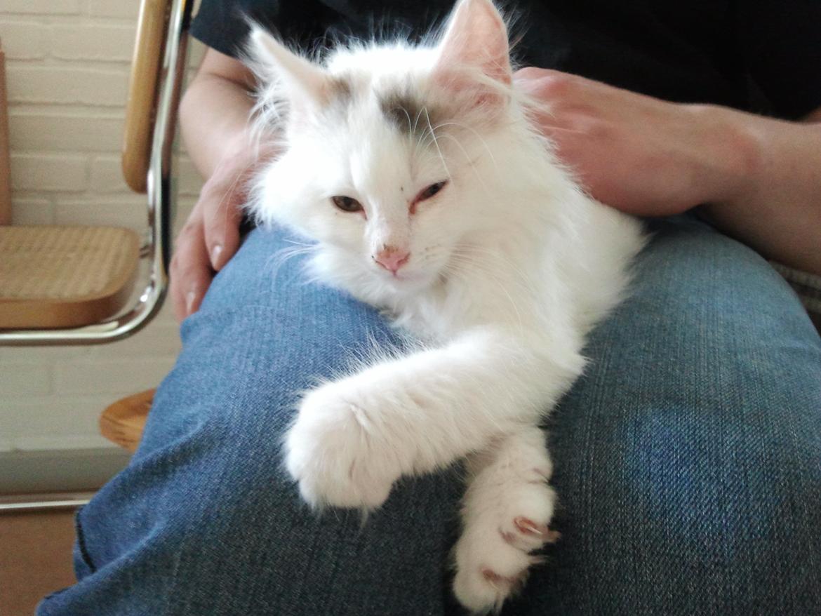 Blanding af racer Wilma billede 6