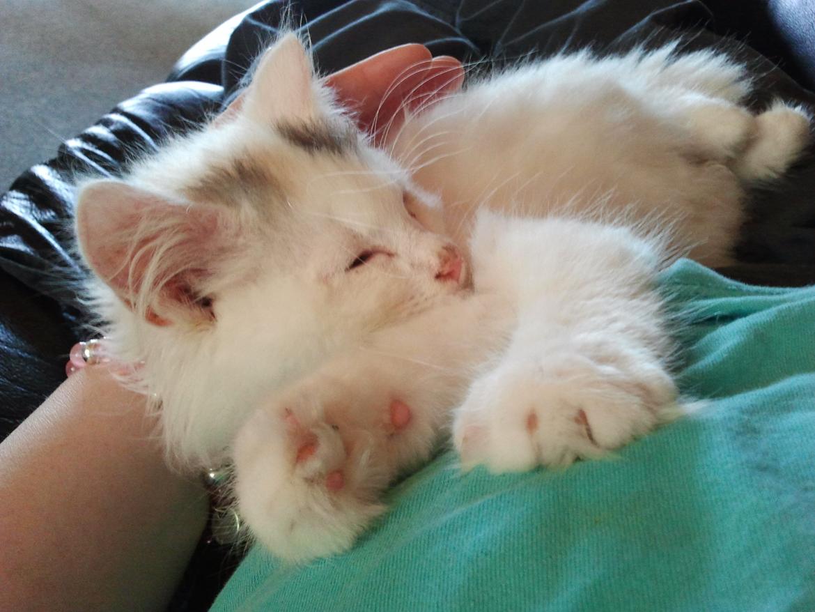 Blanding af racer Wilma billede 4