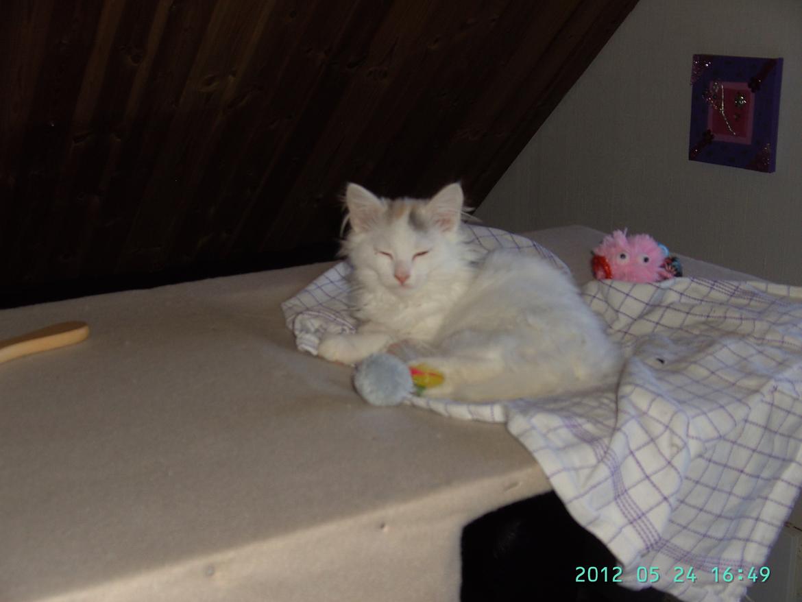 Blanding af racer Wilma billede 7