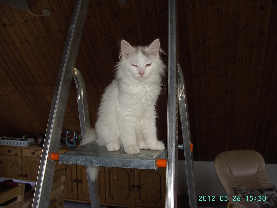 Blanding af racer Wilma billede 8