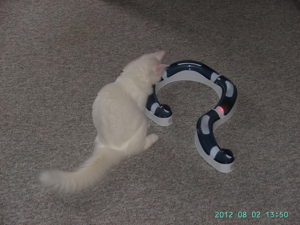 Blanding af racer Wilma billede 9