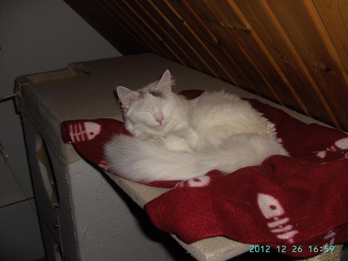 Blanding af racer Wilma billede 10