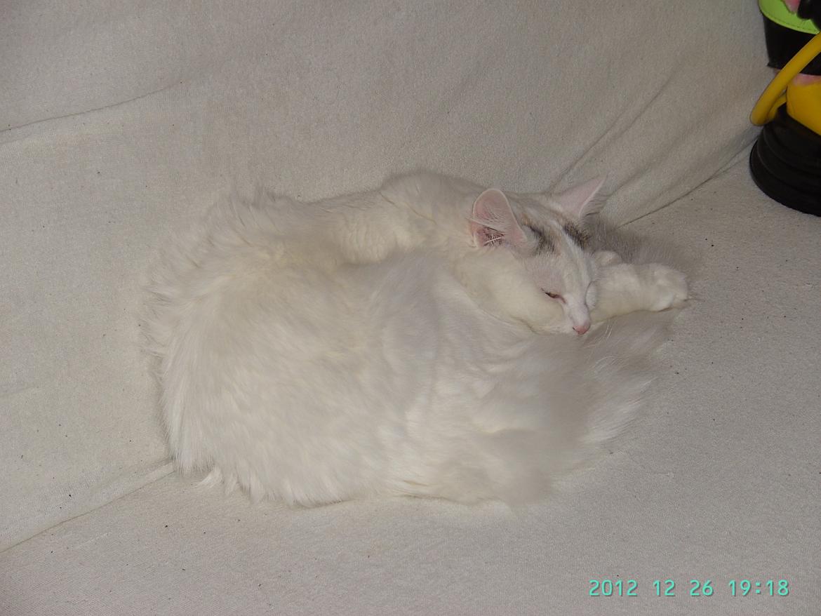 Blanding af racer Wilma billede 11