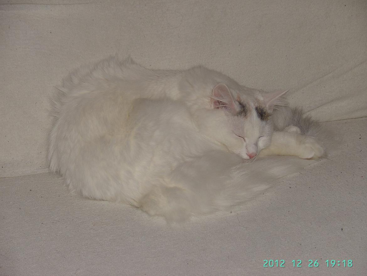 Blanding af racer Wilma billede 12