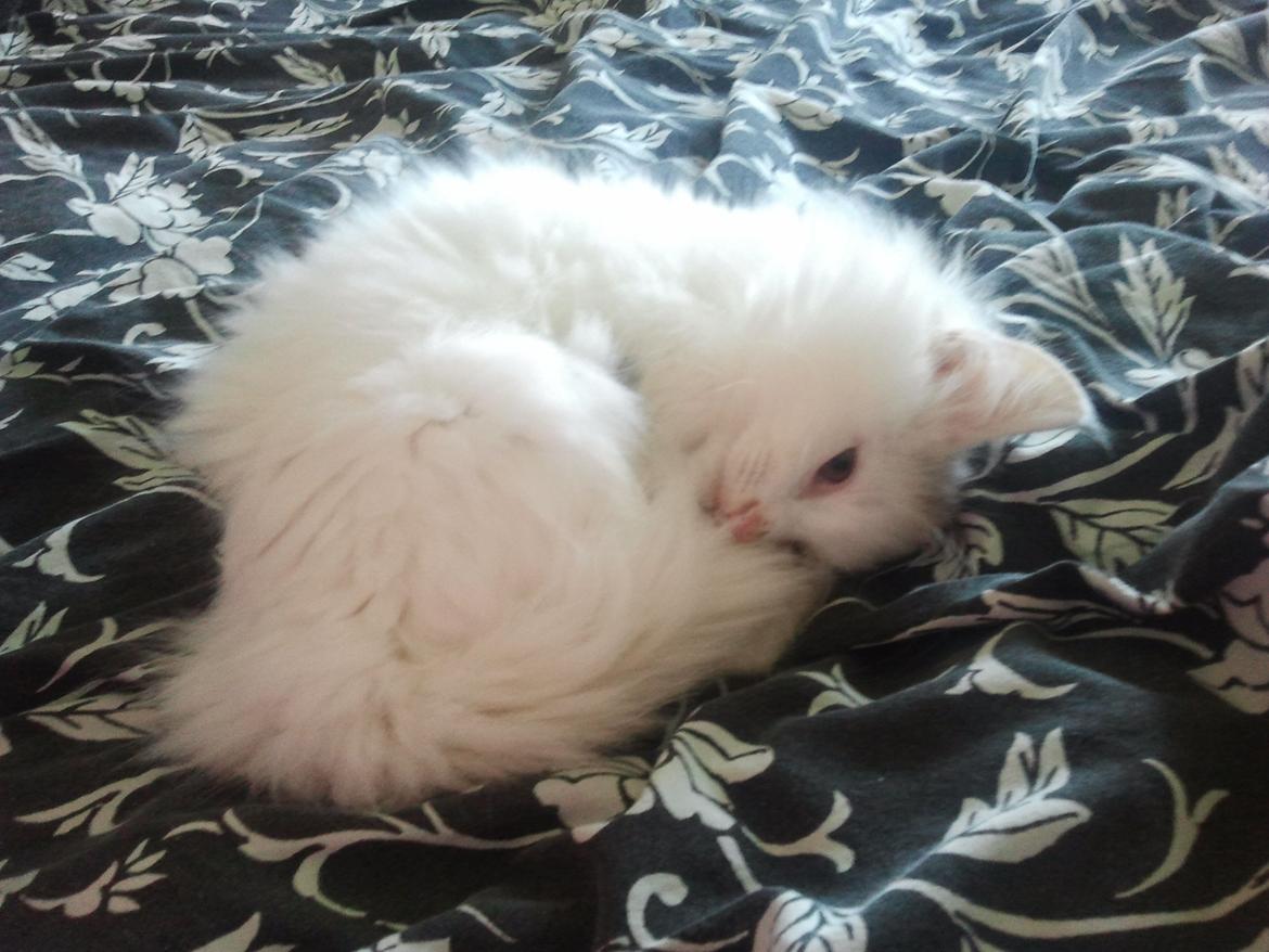 Blanding af racer Wilma billede 13