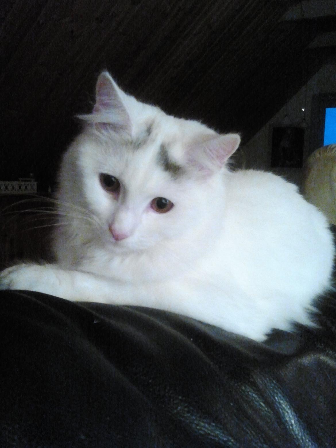 Blanding af racer Wilma billede 1