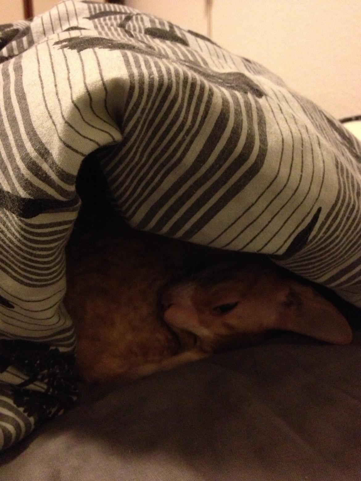 Cornish Rex Mary Kate billede 7