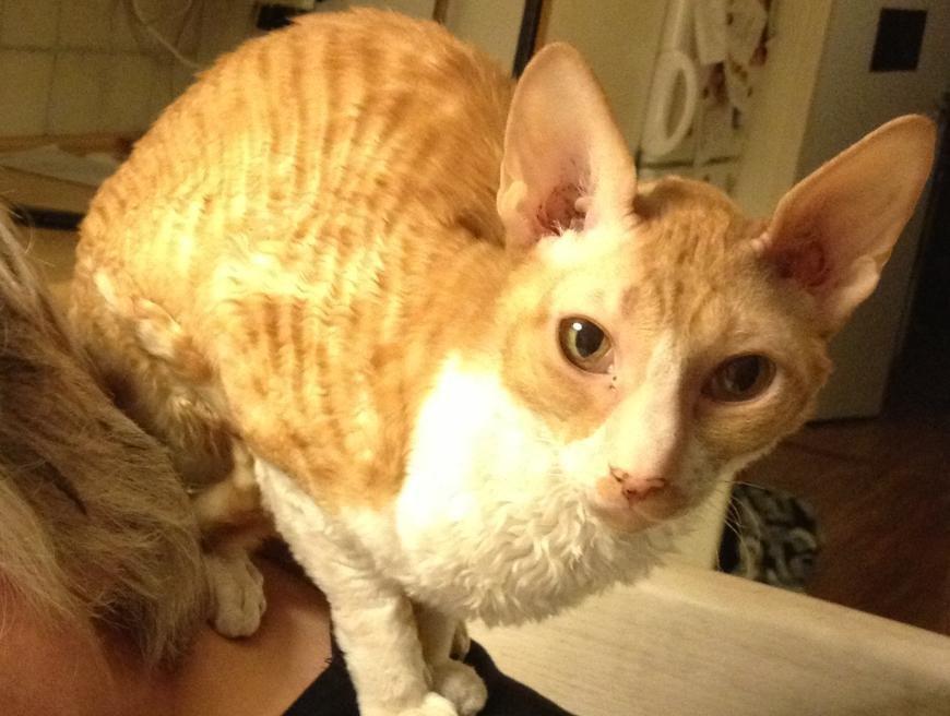 Cornish Rex Mary Kate billede 8