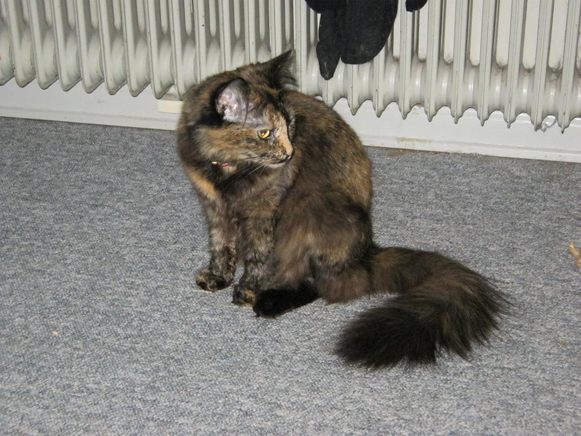 Norsk Skovkat Pearl *SAVNES* billede 11