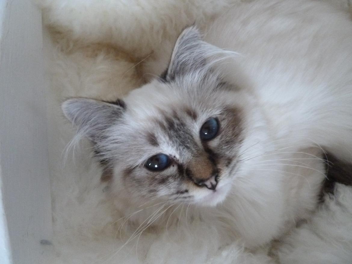 Hellig Birma Lilly (D´Lies Tommelise) billede 16