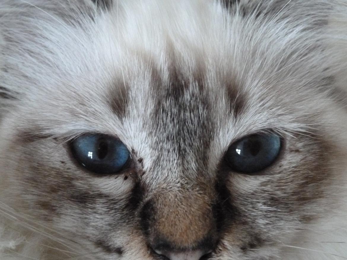 Hellig Birma Lilly (D´Lies Tommelise) billede 15