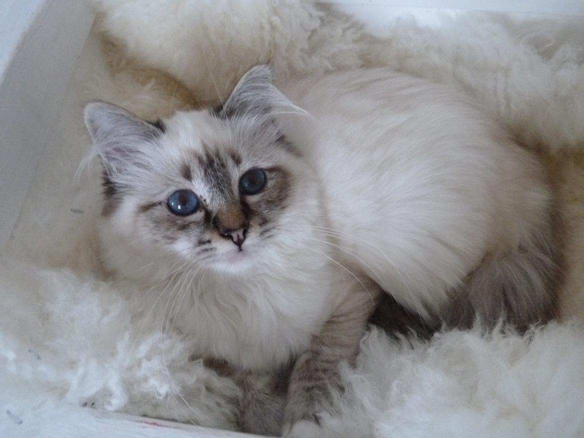 Hellig Birma Lilly (D´Lies Tommelise) billede 17