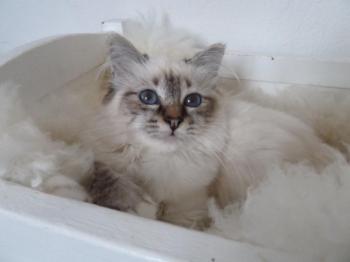 Hellig Birma Lilly (D´Lies Tommelise) billede 18