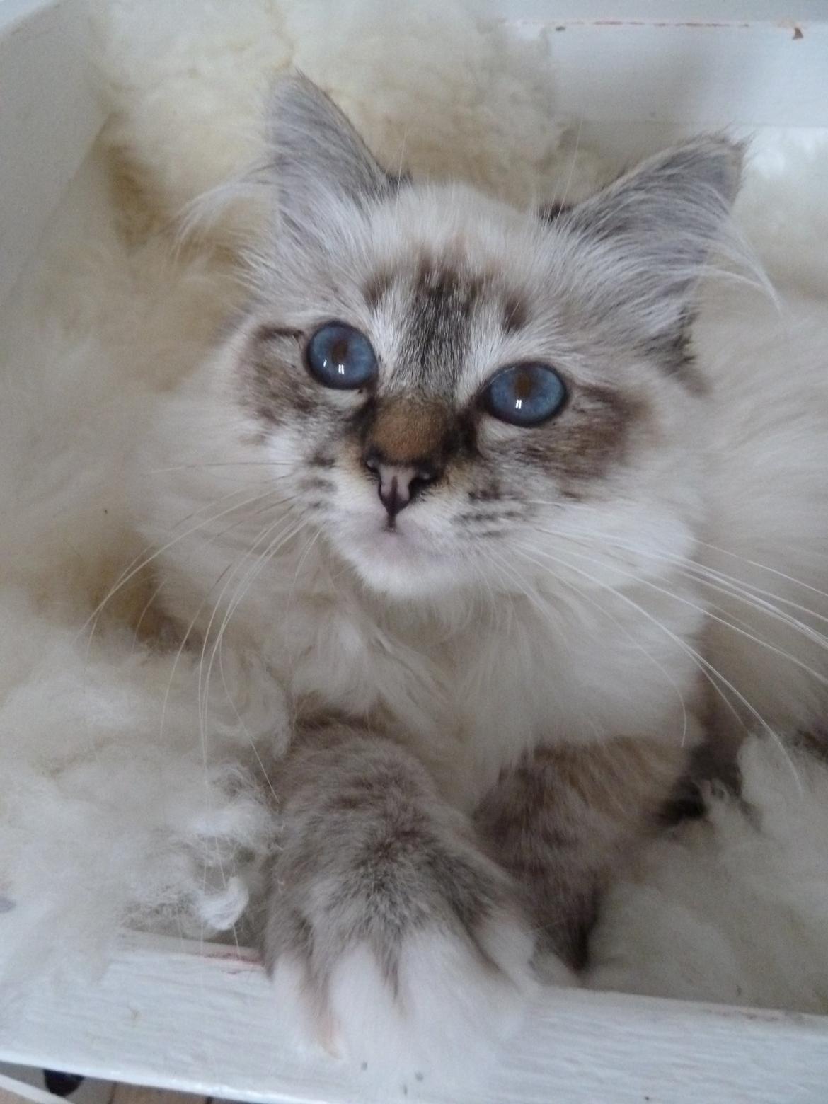 Hellig Birma Lilly (D´Lies Tommelise) billede 14