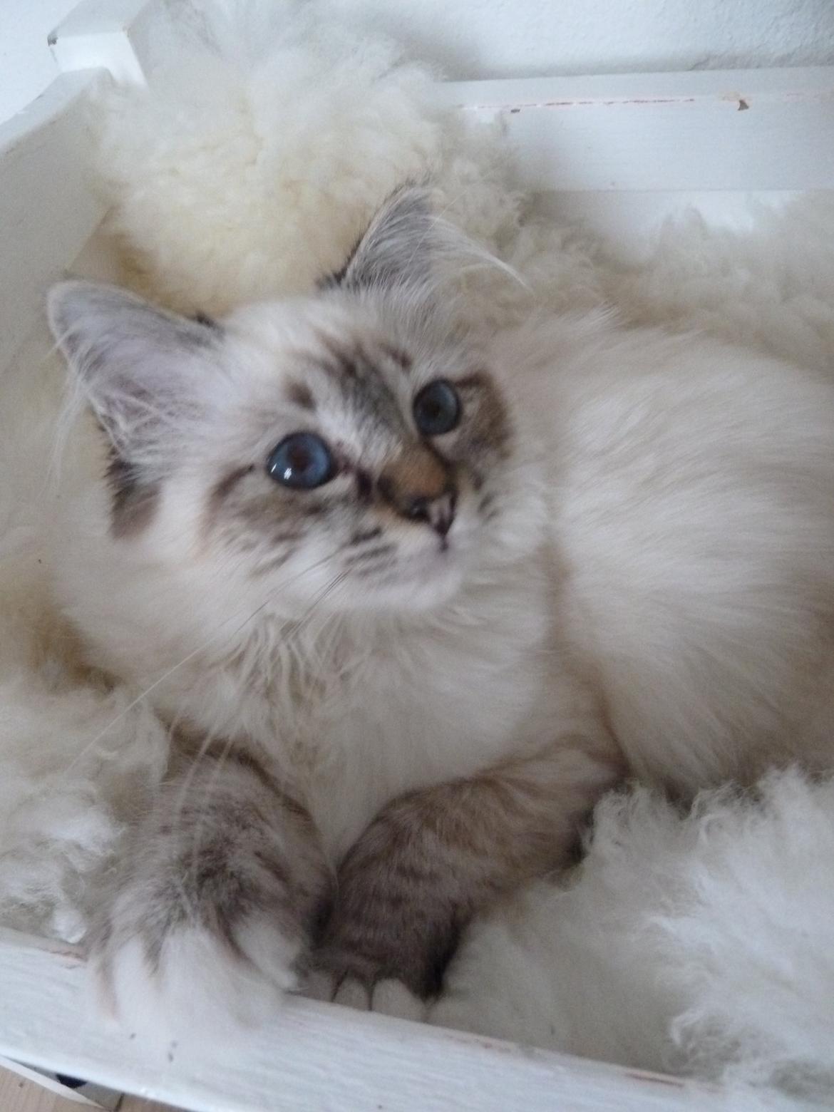 Hellig Birma Lilly (D´Lies Tommelise) billede 19