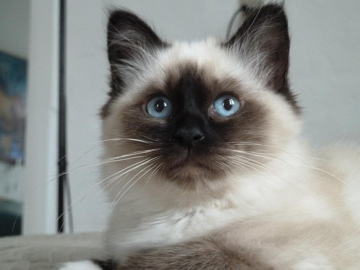 Hellig Birma Aladdin (Lykkesminde's Aladdin) billede 25