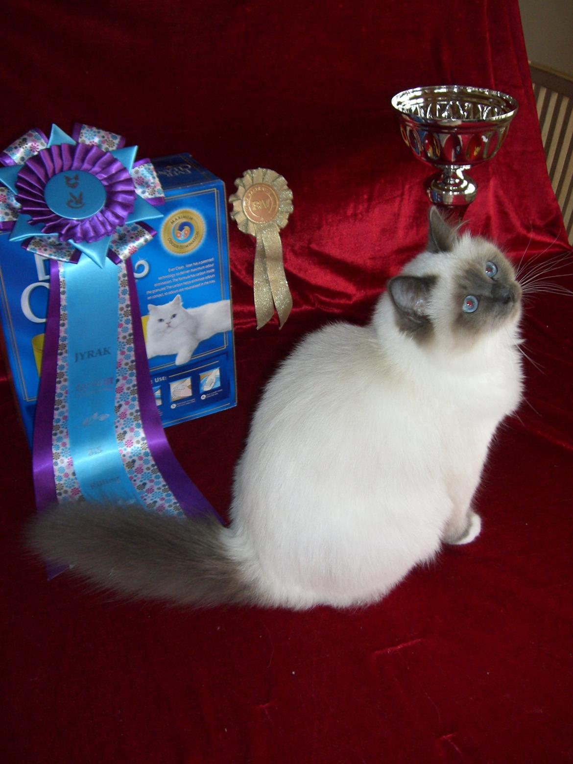 Hellig Birma DK Pumelles Noël (Nuller) - Jeg blærer mig lidt med nogle af mine flotte præmier, *SS* billede 2