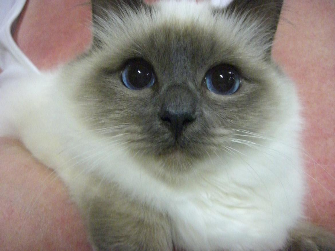 Hellig Birma DK Pumelles Noël (Nuller) billede 1