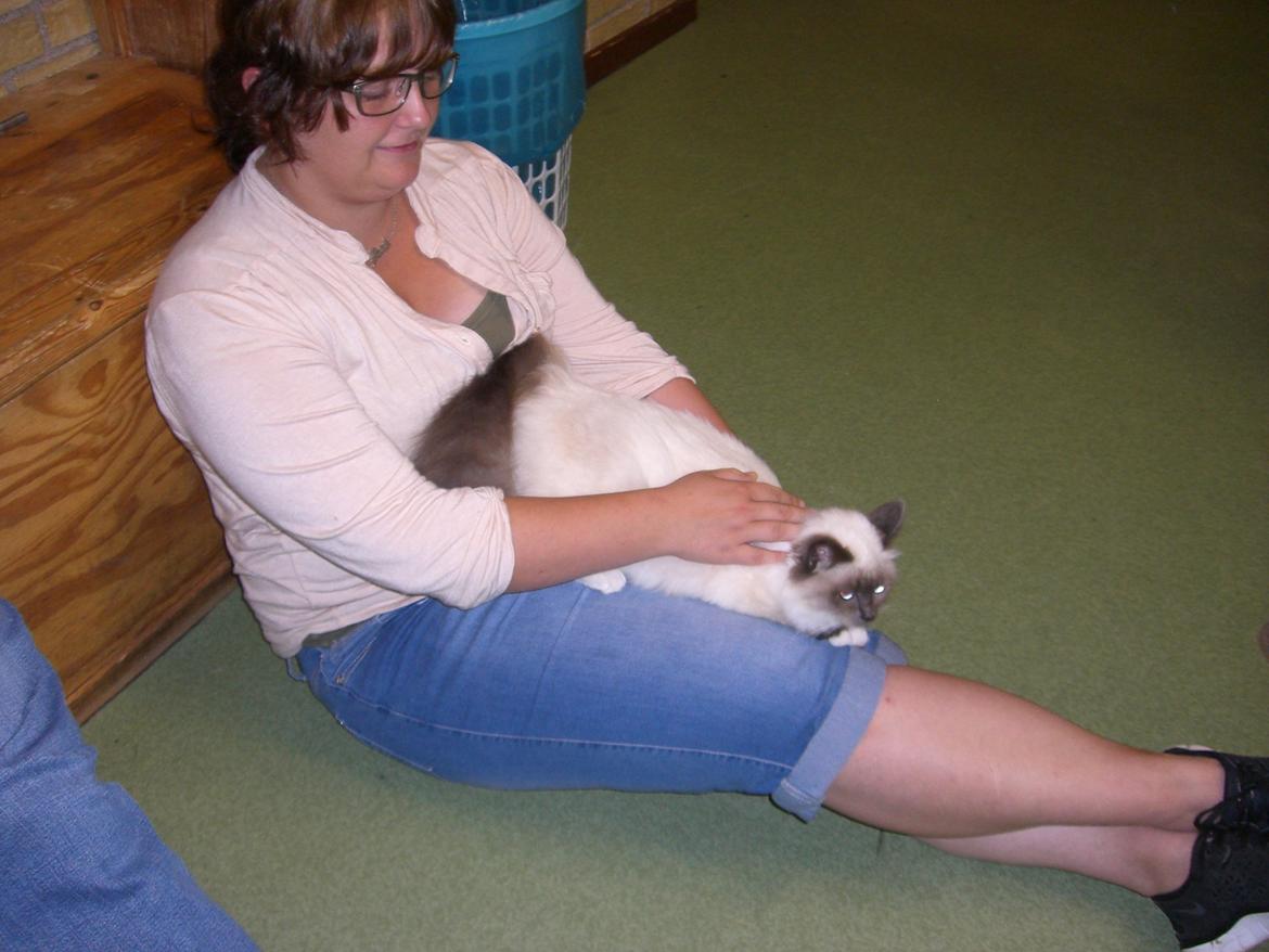 Hellig Birma DK Pumelles Noël (Nuller) - Jeg putter hos min menneskesøster, Kristina. billede 3