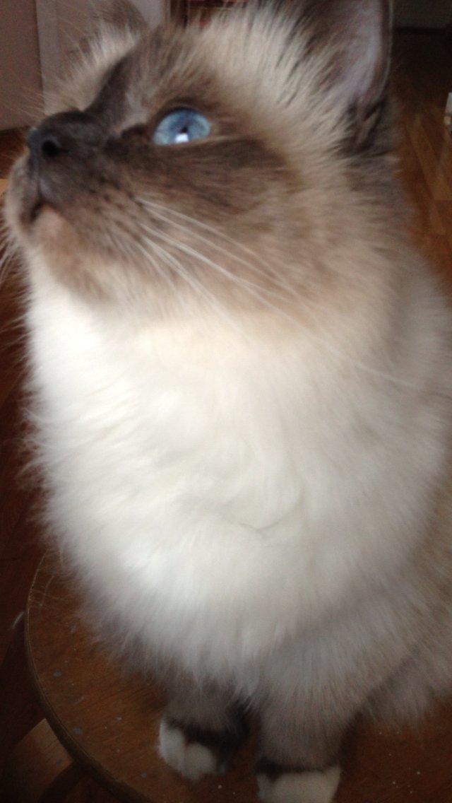 Hellig Birma DK Pumelles Noël (Nuller) - Foto-mig. billede 4