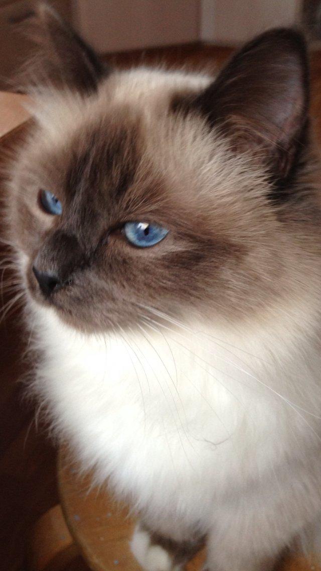 Hellig Birma DK Pumelles Noël (Nuller) - Smuk, smukkere - Nuller! billede 5