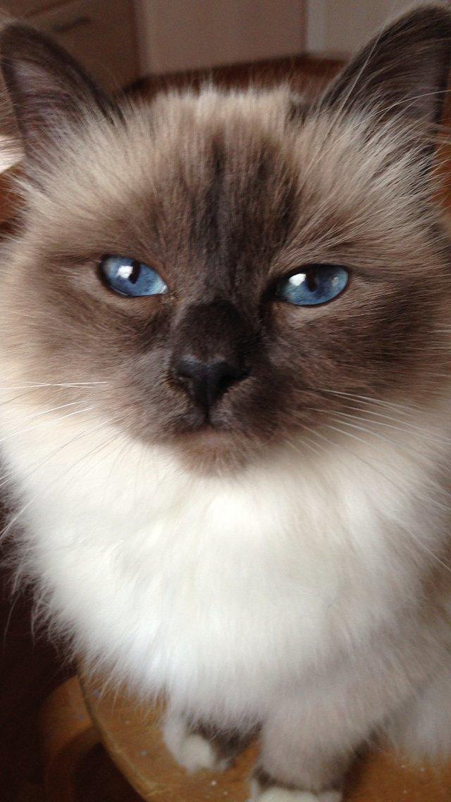 Hellig Birma DK Pumelles Noël (Nuller) - Man er vel lidt selvglad *SS* billede 6