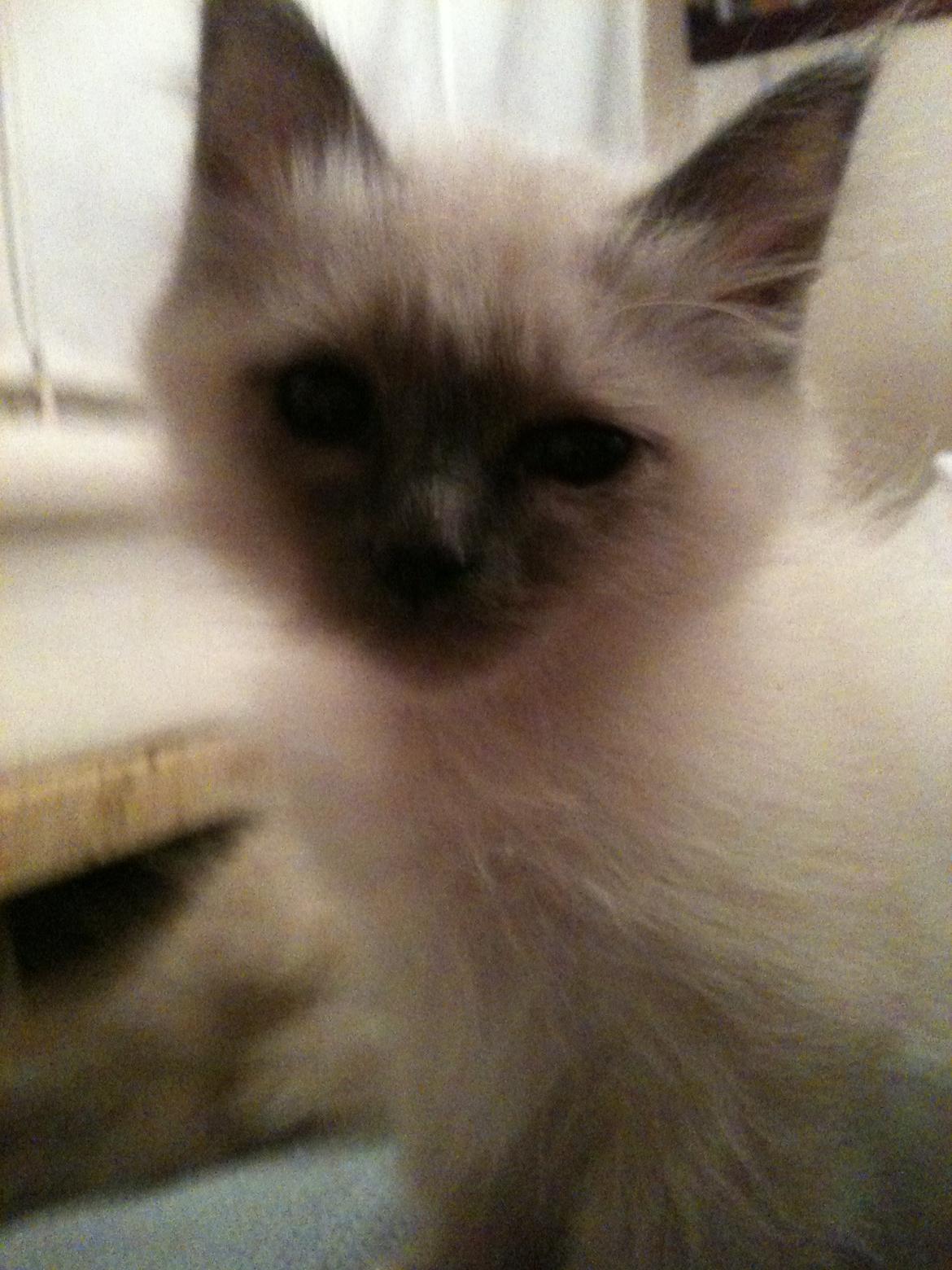 Hellig Birma DK Pumelles Noël (Nuller) - Mig som lille killing. billede 7