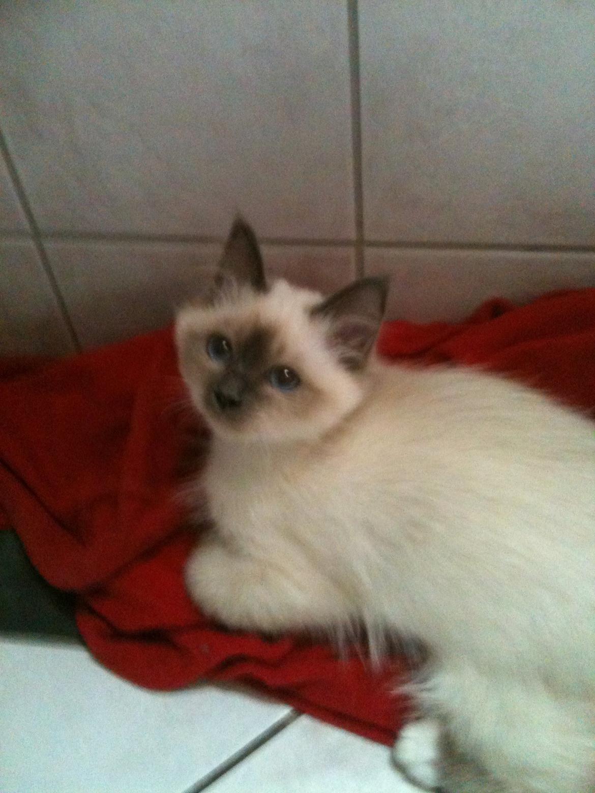 Hellig Birma DK Pumelles Noël (Nuller) - Jeg elsker gulvvarme! billede 8