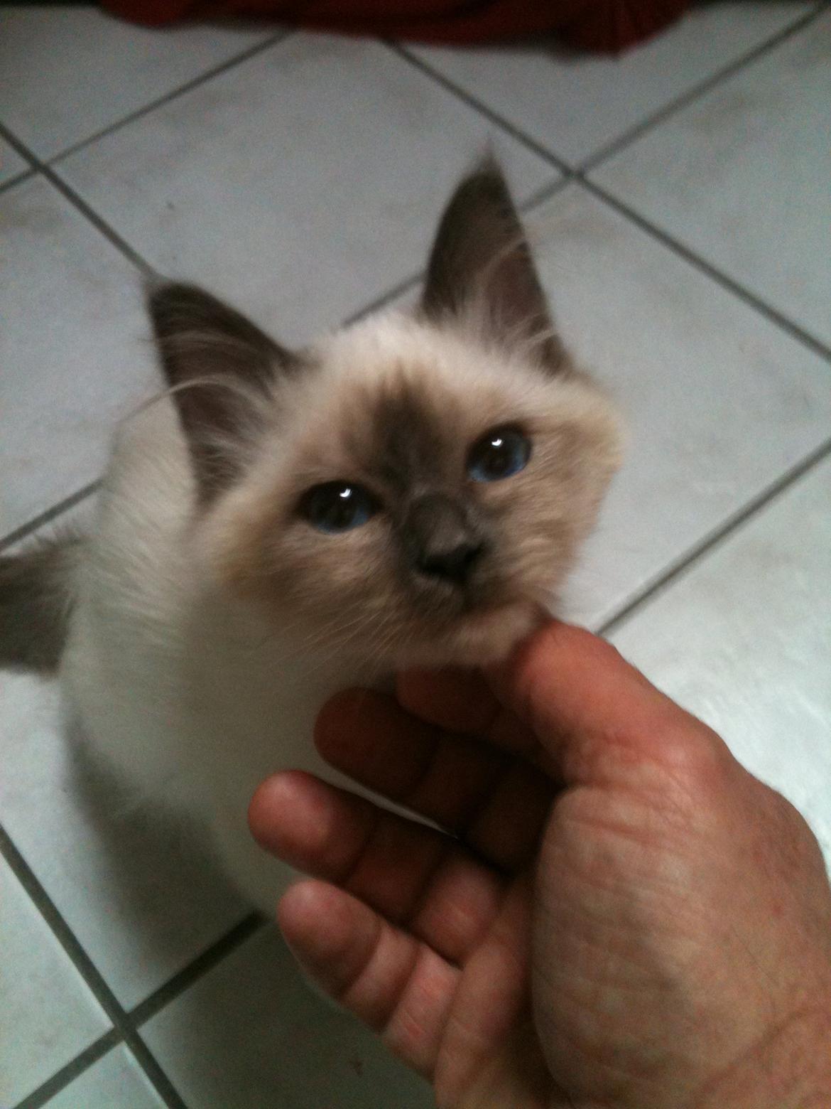 Hellig Birma DK Pumelles Noël (Nuller) - Kæl under hagen - dét er bare sagen! billede 9