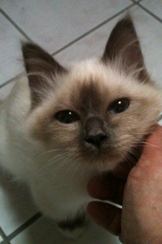 Hellig Birma DK Pumelles Noël (Nuller) - Jeg elsker dig <3 billede 10