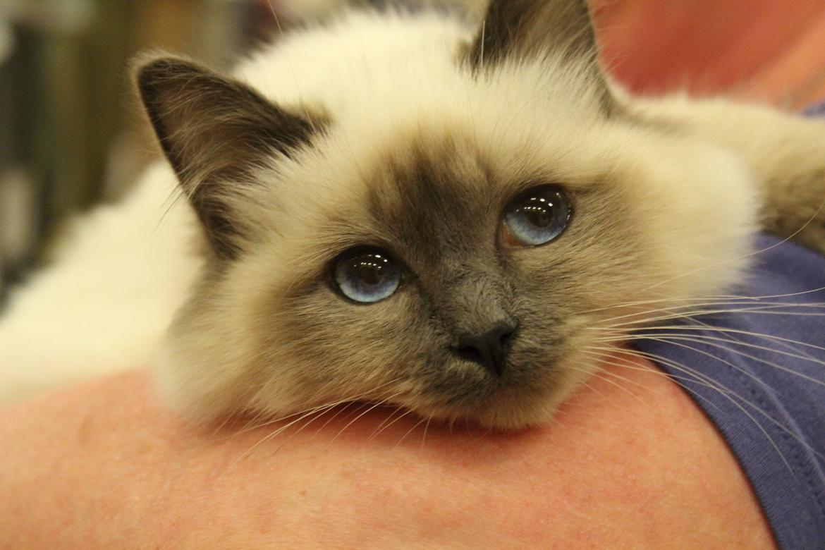 Hellig Birma DK Pumelles Noël (Nuller) - Jeg putter hos min menneskemor. billede 11