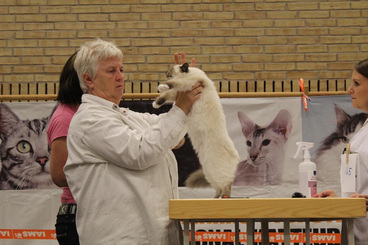 Hellig Birma DK Pumelles Noël (Nuller) - Dommeren vurderer mig. billede 12