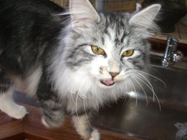 Kurilean Bobtail Noble Clan's Amrita - Mjau! billede 2