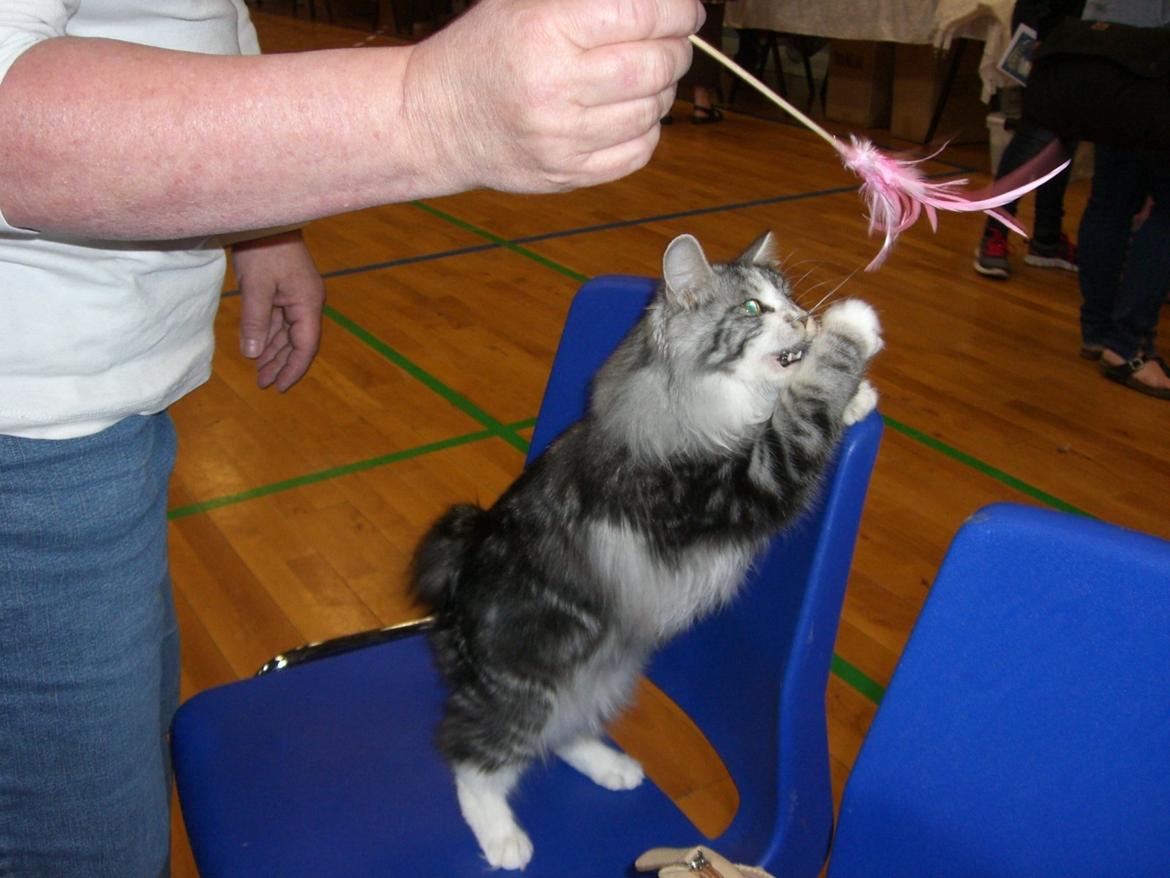 Kurilean Bobtail Noble Clan's Amrita - Jeg elsker min drillepind. billede 3