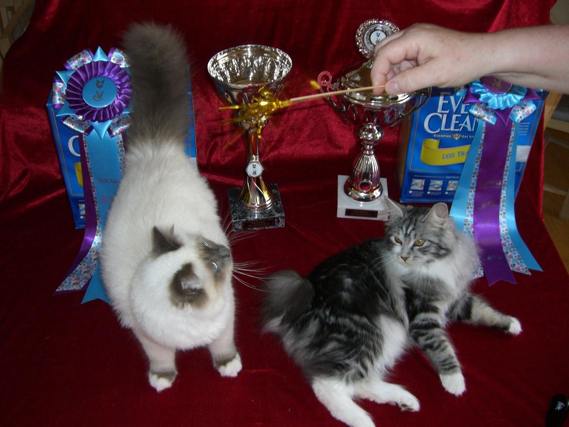 Kurilean Bobtail Noble Clan's Amrita - Nuller og jeg med vores flotte præmier. billede 4