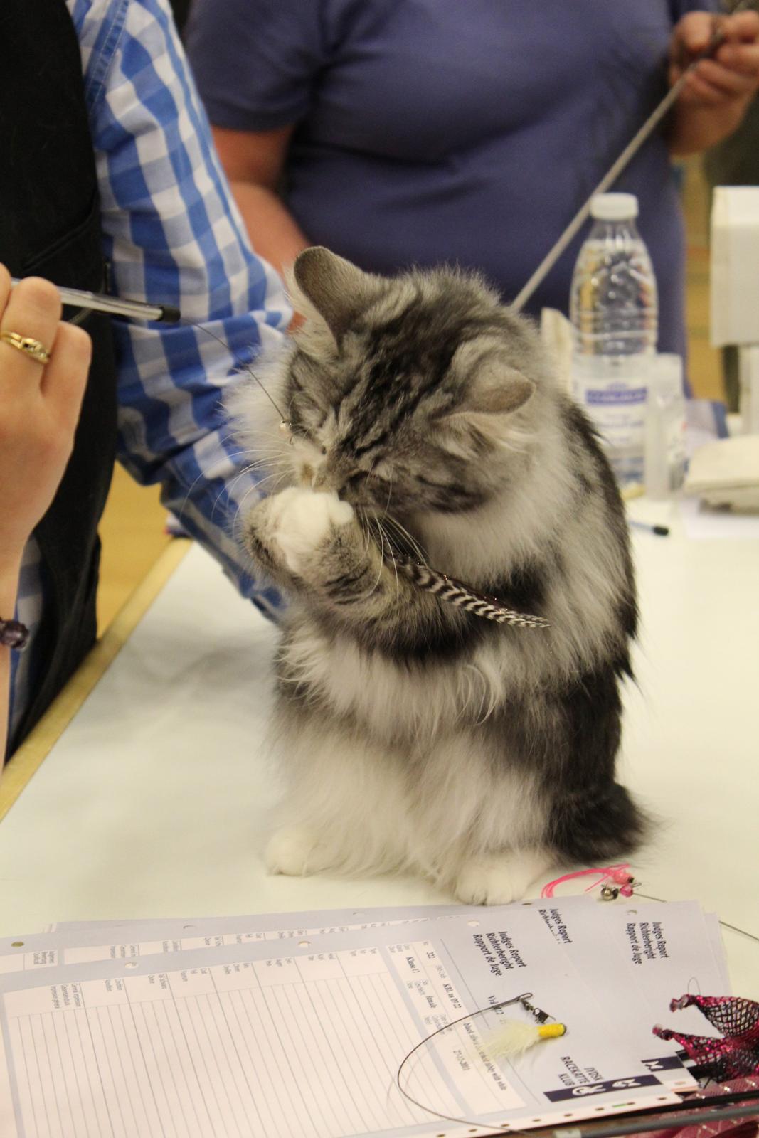 Kurilean Bobtail Noble Clan's Amrita - Jeg krammer drillepinden. billede 5