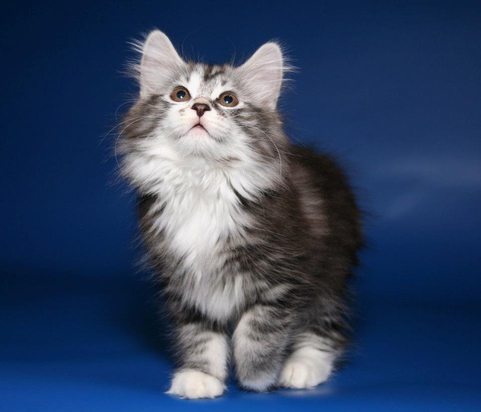 Kurilean Bobtail Noble Clan's Amrita - Hej, og velkommen til min profil! billede 1