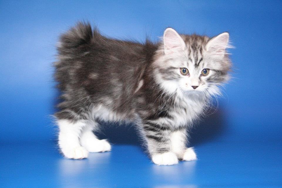 Kurilean Bobtail Noble Clan's Amrita - Mig som lille killing. billede 7