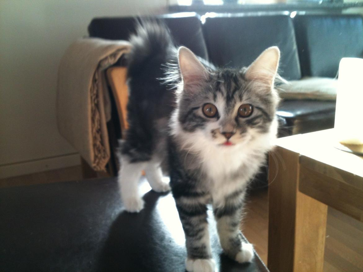 Kurilean Bobtail Noble Clan's Amrita - Mine store flotte øjne. billede 8