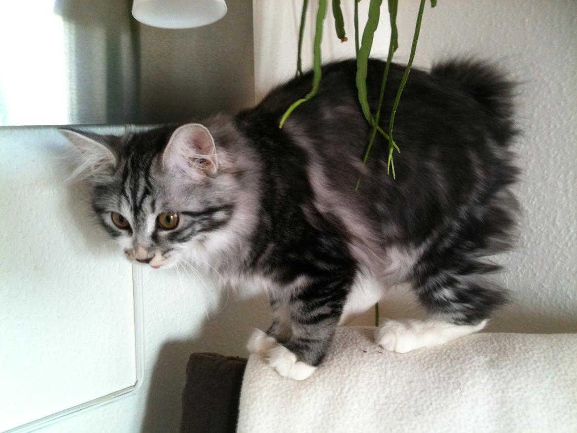 Kurilean Bobtail Noble Clan's Amrita - Min balance er super god! billede 9