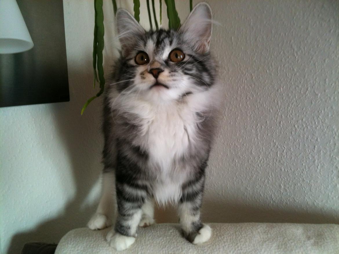 Kurilean Bobtail Noble Clan's Amrita - Tak for kigget! billede 10