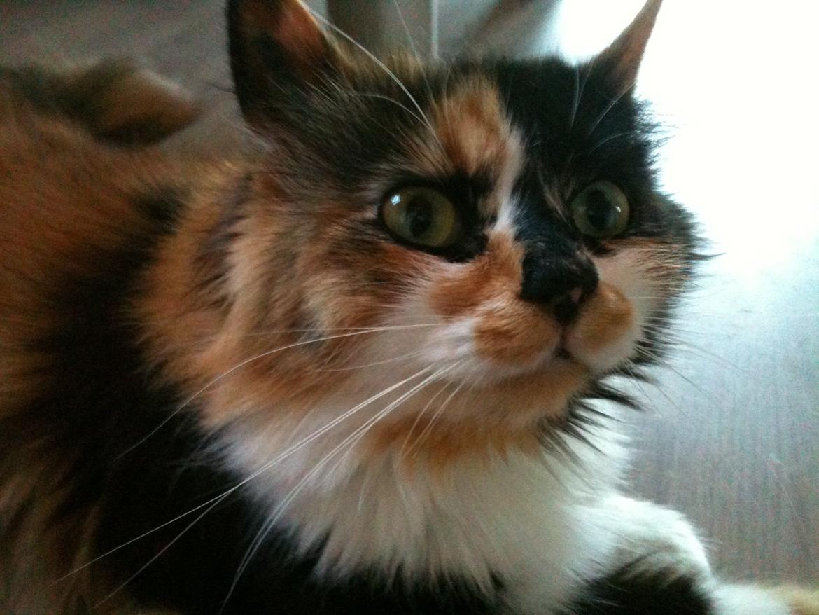 Blanding af racer Nini - Velkommen! billede 1