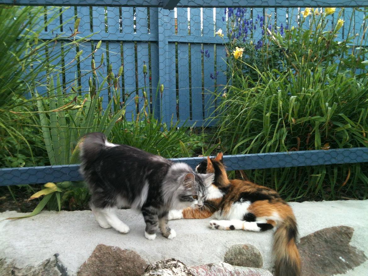 Blanding af racer Nini - Jeg soler mig, sammen med Amrita. billede 2